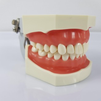 Mẫu hàm tư vấn hàm tiêu chuẩn 28 răng - Bộ 28 răng